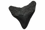 Posterior Juvenile Megalodon Tooth - South Carolina #375937-1
